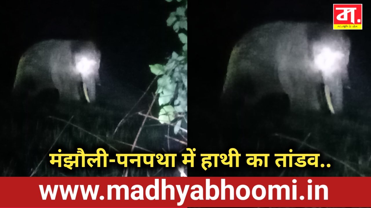 Umariya News: मंझौली-पनपथा में हाथी का तांडव, खेतों में खड़ी धान की फसल रौंदी