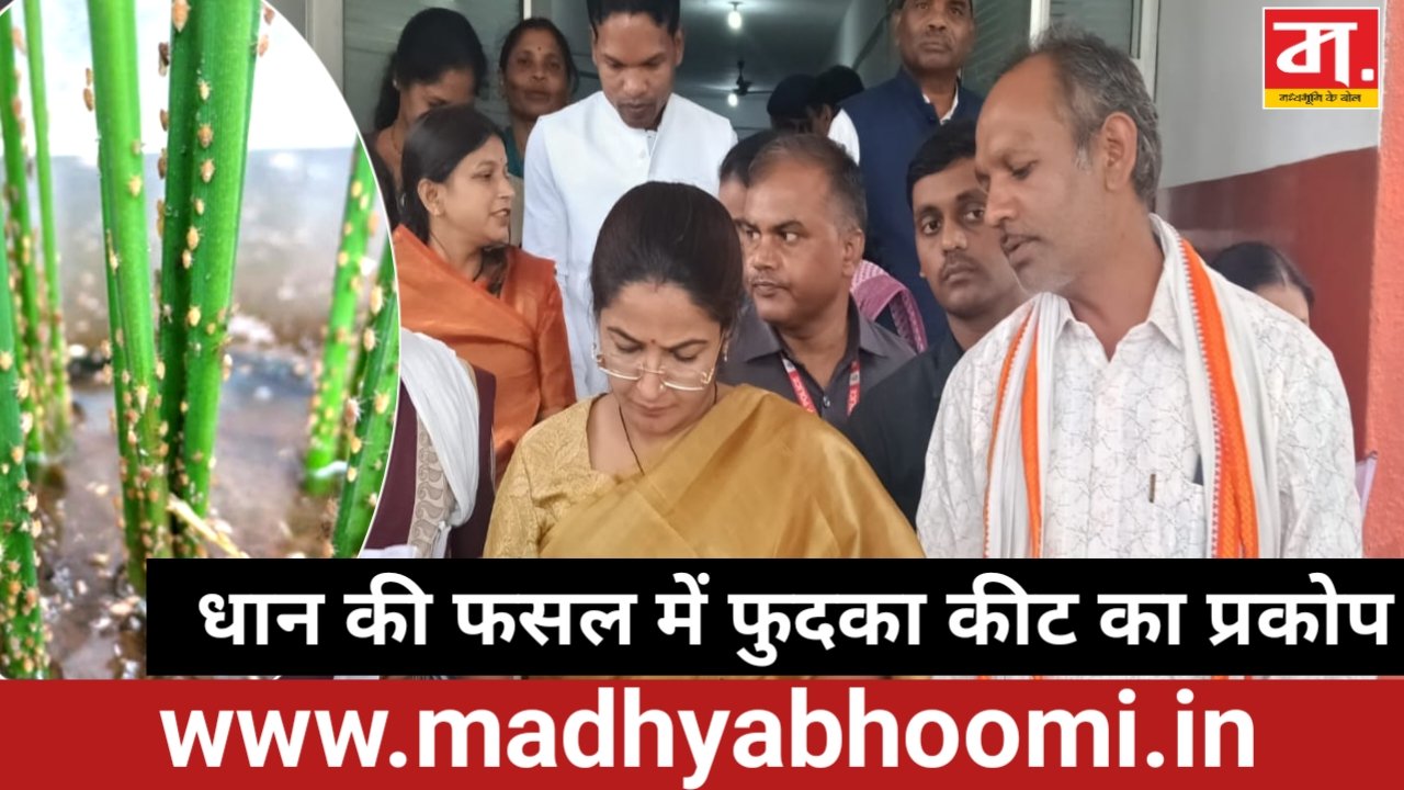 धान की फसल में फुदका कीट का प्रकोप, किसानों की बढ़ी चिंता
