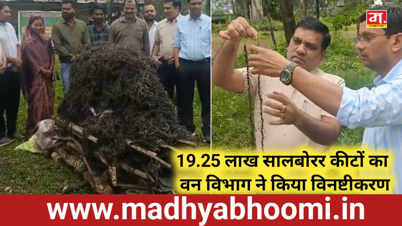 19.25 लाख सालबोरर कीटों का वन विभाग ने किया विनष्टीकरण, 1.50 लाख पेड़ों पर मंडराया संकट