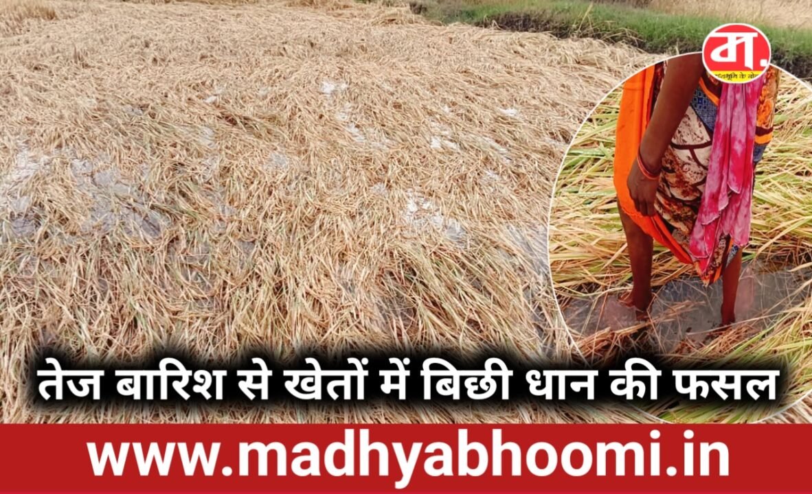 आंधी-बारिश ने किसानों की मेहनत पर फेरा पानी, खेतों में बिछी धान की फसल; नुकसान की आशंका